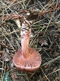 Hygrophorus erubescens image