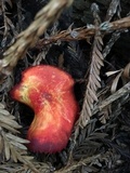 Hygrocybe laetissima image
