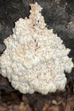 Hericium americanum image