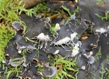 Peltigera praetextata image