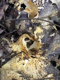 Albatrellus avellaneus image
