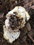 Albatrellus avellaneus image