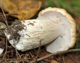 Boletus chippewaensis image