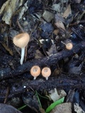 Cookeina tricholoma image
