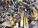 Tolypocladium capitatum image