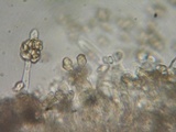 Nolanea holoconiota image