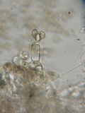 Nolanea holoconiota image