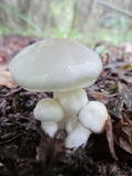 Limacella illinita image