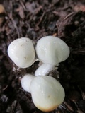 Limacella illinita image
