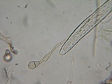 Geoglossum simile image