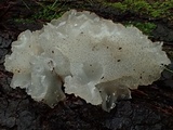 Pseudohydnum gelatinosum var. paucidentatum image