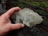 Pseudohydnum gelatinosum var. paucidentatum image