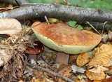 Boletus subcaerulescens image