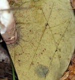 Boletus subcaerulescens image