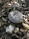 Amanita constricta image
