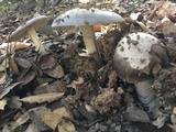 Amanita constricta image