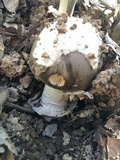 Amanita constricta image