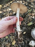 Amanita constricta image