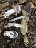 Amanita constricta image