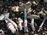 Amanita constricta image