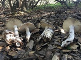 Amanita constricta image