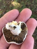Inocybe insinuata image