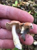 Hygrophorus roseobrunneus image