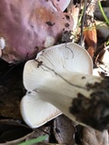 Hygrophorus roseobrunneus image
