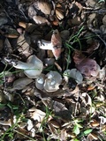 Hygrophorus roseobrunneus image