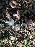 Hygrophorus roseobrunneus image