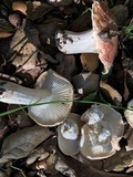 Hygrophorus roseobrunneus image