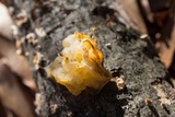 Naematelia aurantia image