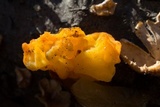 Naematelia aurantia image