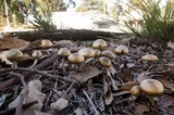 Psilocybe subaeruginosa image