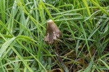 Psilocybe semilanceata image
