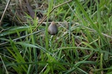 Psilocybe semilanceata image
