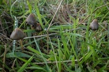 Psilocybe semilanceata image