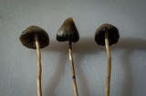 Psilocybe semilanceata image