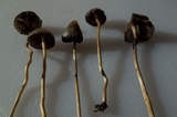 Psilocybe semilanceata image