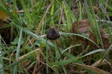 Psilocybe semilanceata image