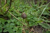 Psilocybe semilanceata image