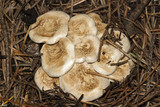 Lactarius piperatus image