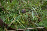 Psilocybe semilanceata image