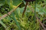 Psilocybe semilanceata image