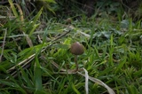 Psilocybe semilanceata image