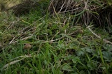 Psilocybe semilanceata image