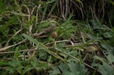 Psilocybe semilanceata image