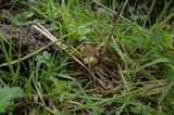 Psilocybe semilanceata image