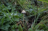 Psilocybe semilanceata image