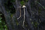 Psilocybe semilanceata image